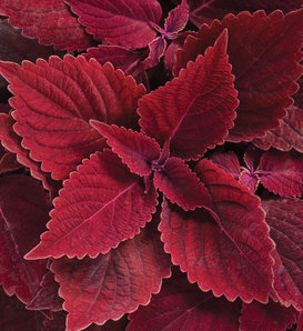ColorBlaze® Rediculous® - Coleus scutellarioides