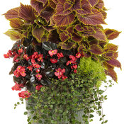 Thumbnail of Patio Container: somewhere_secret.jpg