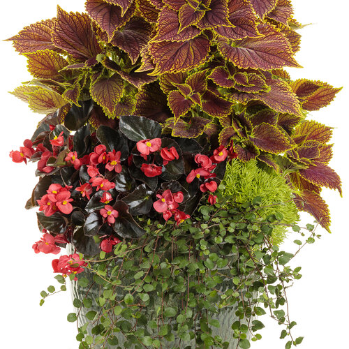 Patio Container: somewhere_secret.jpg