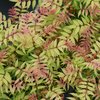 Mr. Mustard® - False Spiraea - Sorbaria sorbifolia
