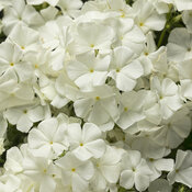 Thumbnail of Southern Blaze® White III - Phlox drummondii