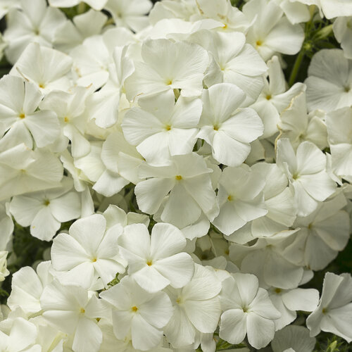 Southern Blaze® White III - Phlox drummondii