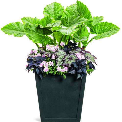 Patio Container: southern_voyage-1162x1200-3db4131.jpg
