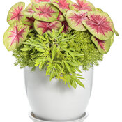 Thumbnail of Patio Container: spark_of_the_heart.jpg