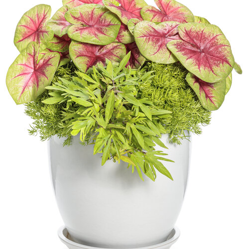 Patio Container: spark_of_the_heart.jpg