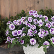 Thumbnail of Beauty Shot: sparklingamethyst_1522.jpg