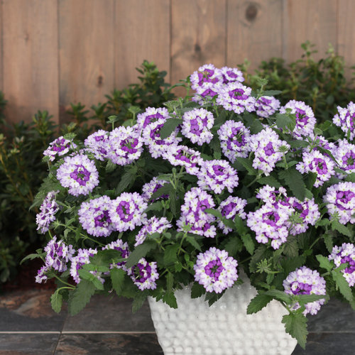 Beauty Shot: sparklingamethyst_1522.jpg