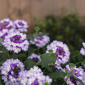 Thumbnail of Close-up: sparklingamethyst_1526.jpg
