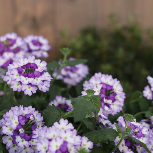Close-up: sparklingamethyst_1526.jpg
