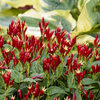 'Apple Slices' - Spigelia marilandica