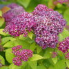Double Play Dolly® - Spirea - Spiraea x