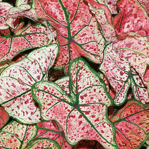 Splash of Wine caladium