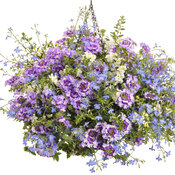 Thumbnail of Hanging Basket: sprinkles.jpg
