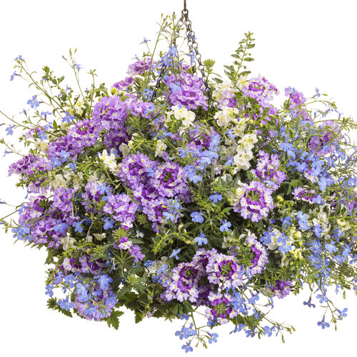 Hanging Basket: sprinkles.jpg