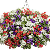 Thumbnail of Hanging Basket: Red, White, Blue hanging basket