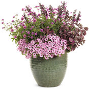 Thumbnail of Patio Container: stars_above.jpg