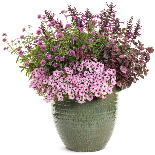 Patio Container: stars_above.jpg