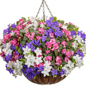 Thumbnail of Hanging Basket: Dropped - Rockapulco® Rose