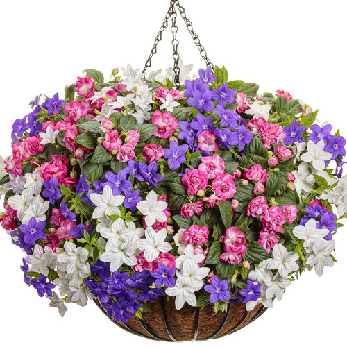 Hanging Basket: Dropped - Rockapulco® Rose