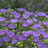 Peachie's Pick - Stokes' Aster - Stokesia hybrid