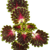 Thumbnail of Cut-out: strawberry_drop_coleus_02.jpg