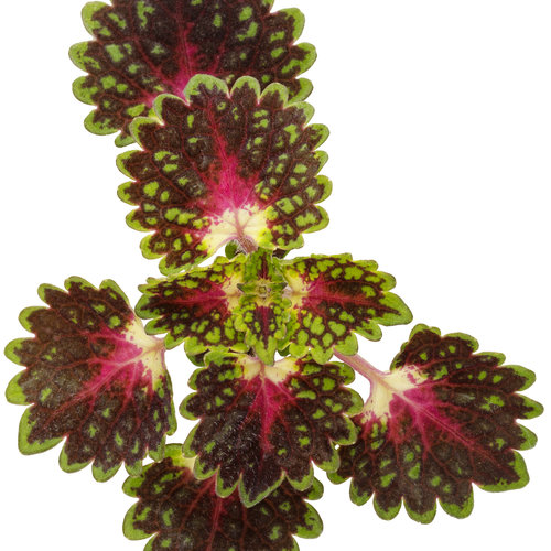 Cut-out: strawberry_drop_coleus_02.jpg