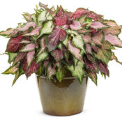 Thumbnail of Patio Container: strawberry_stand.jpg