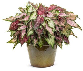 Strawberry Stand - 2025 National Recipe of the Year (Caladiums)