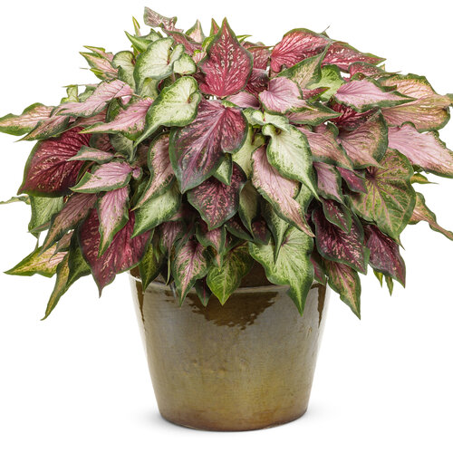 Patio Container: strawberry_stand.jpg
