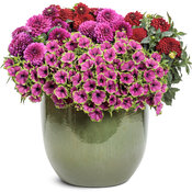 Thumbnail of Patio Container: style_oasis.jpg