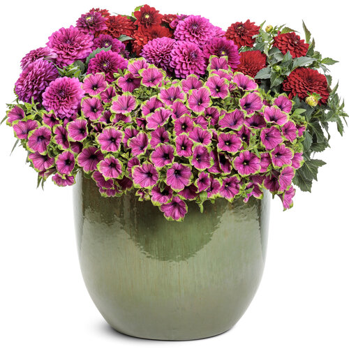 Patio Container: style_oasis.jpg