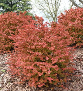 Sunjoy Fast Neo® - Barberry - Berberis thunbergii