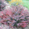 Sunjoy Mini Maroon® - Barberry - Berberis thunbergii