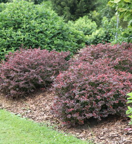 Sunjoy Really Red® - Barberry - Berberis thunbergii