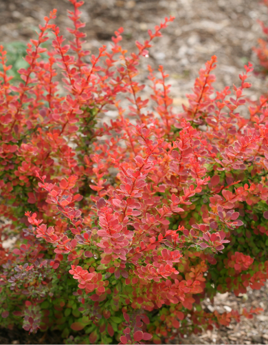 Berberis shrub