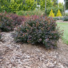 Sunjoy Todo® - Barberry - Berberis x