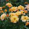 Oso Easy® Suñorita® - Rose - Rosa x
