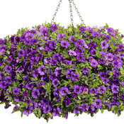 Thumbnail of Hanging Basket: superbells_blue_basket.jpg