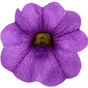 Thumbnail of Cut-out: superbells_blue_macro_01.jpg