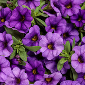 Thumbnail of Superbells® Blue II - Calibrachoa