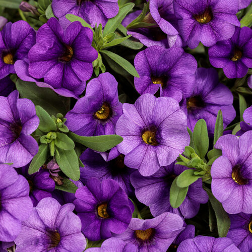 Superbells® Blue II - Calibrachoa