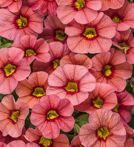 Superbells® Coralina - Calibrachoa  