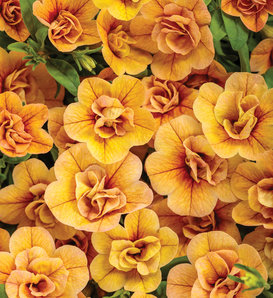 Superbells® Double Amber - Double Calibrachoa - Calibrachoa  