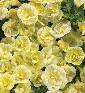 Superbells® Double Chiffon - Double Calibrachoa - Calibrachoa  