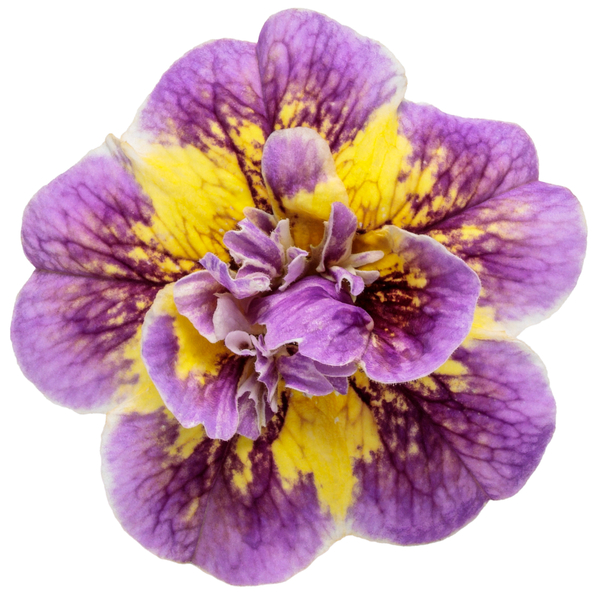 SUPERBELLS<sup>®</sup> Double Mardi Gras Calibrachoa