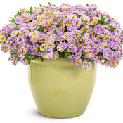 Thumbnail of Beauty Shot: Superbells® Double Mardi Gras