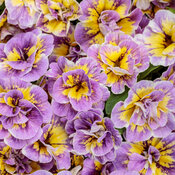Thumbnail of Superbells® Double Mardi Gras - Double calibrachoa - Calibrachoa  