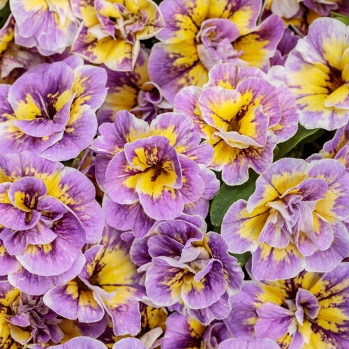 Superbells® Double Mardi Gras - Double calibrachoa - Calibrachoa  