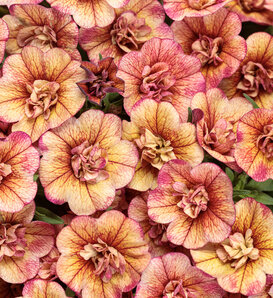 Superbells® Double Vintage Coral™ - Double Calibrachoa - Calibrachoa  