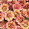 Superbells® Double Vintage Coral™ - Double Calibrachoa - Calibrachoa